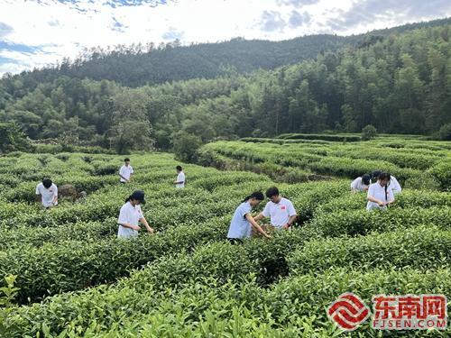 茶文-旅体研学团队采茶 童文妍 摄